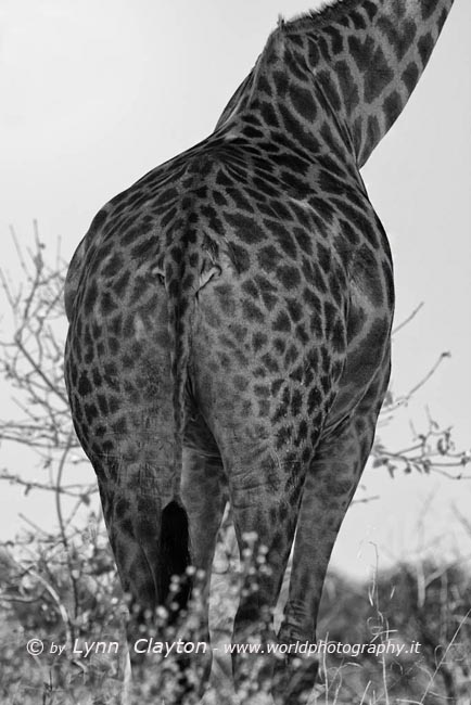 Giraffe